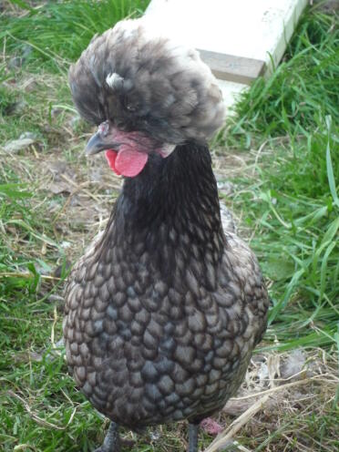 Bcw hen