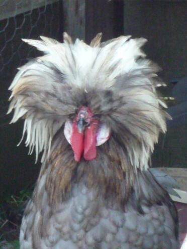 Chickens are great pets