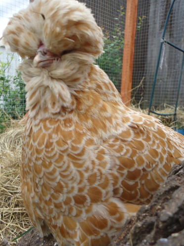 Poland hen named lillie savage