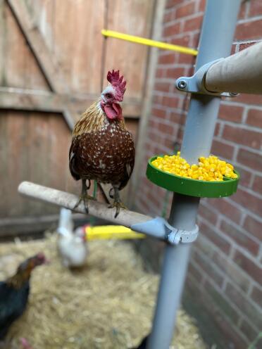 Loving the new chicken perch!