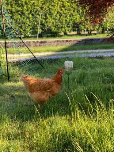 Chicken with Poppy Peck Toy
