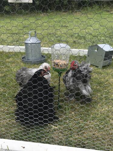 Even great for bantams 