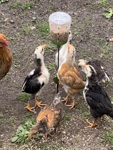 Chickens with Omlet Peck Toy