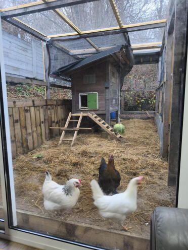 Mon petit poulailler anti renard !