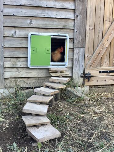 Chickens are getting used to their new door