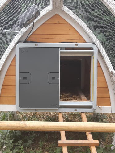 Attaching an automatic door opening to a traditional wooden chicken coop.