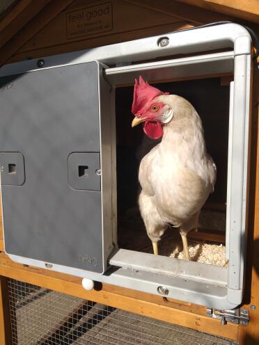 Omlet grey automatic chicken coop door with chicken