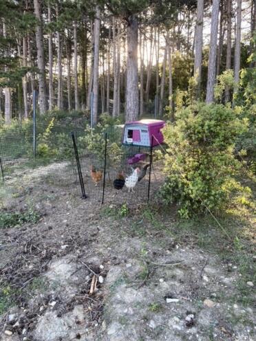 Henhouse in the forest, but protected from predators 