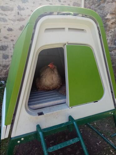 Chickens can feel safe on the roosting bars of the coop