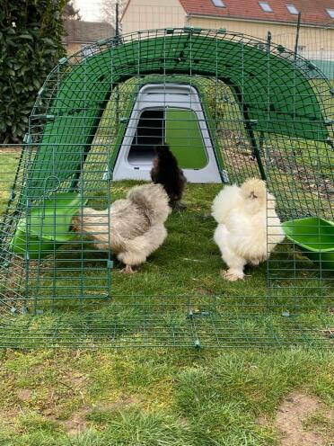 Chickens can wander safely in their run