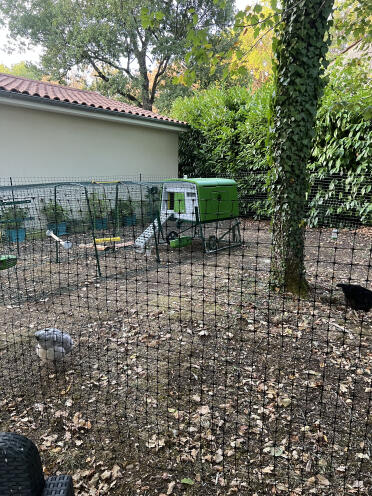 Paradiset för kycklingar