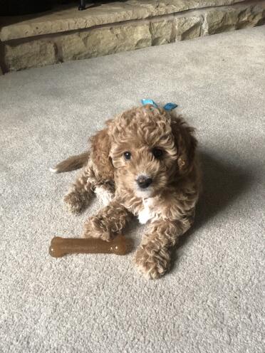 Otto loves his little bone 