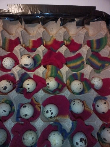 My first ever eggs from my 2 youngster quail!! thought i had a pair.. nope, have 2 girls!!! they sing so pretty💖🥰