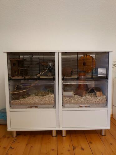 Two Qute hamster cages together.