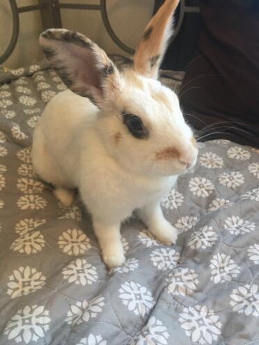 Rabbit 