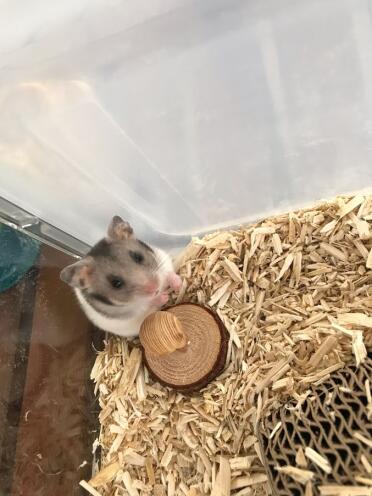 Ratatak in its new cage