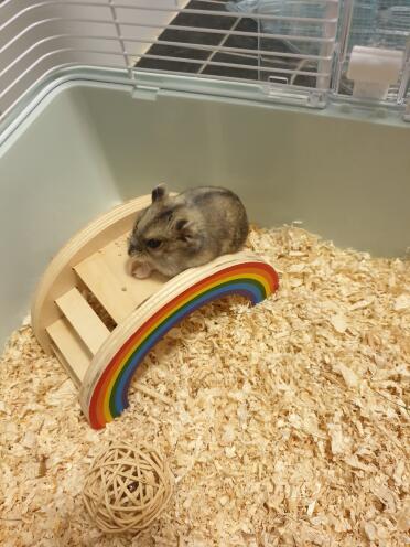 Russian hamsters love snacks