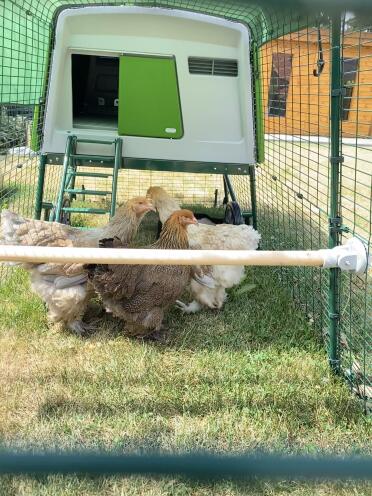 A safe place for your chickens