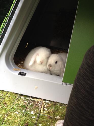 Ricky und memphis beim chillen 