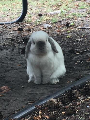 Rocky the rabbit 