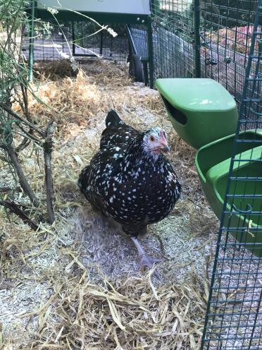 The hens love running straight through their garden with new back door installed under their house 
