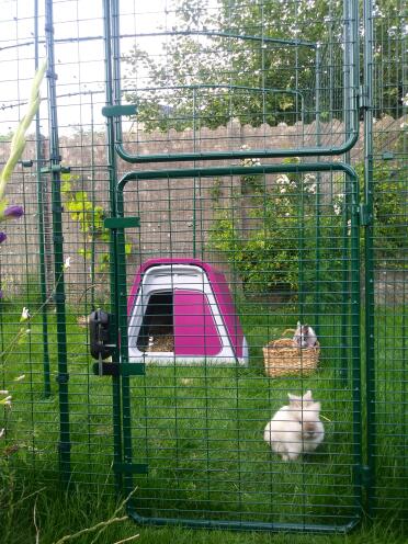 Sammy and bobby enjoy their new home