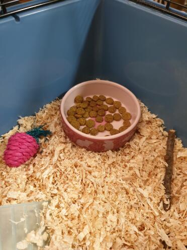 Food in Hamster Bowl