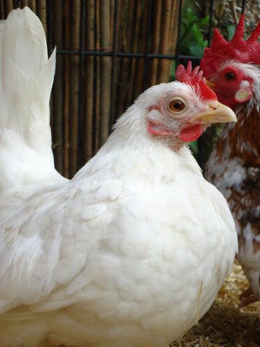 A white serama chicken
