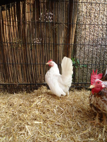 A white serama hen