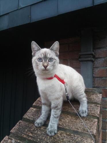 Cats are so cute