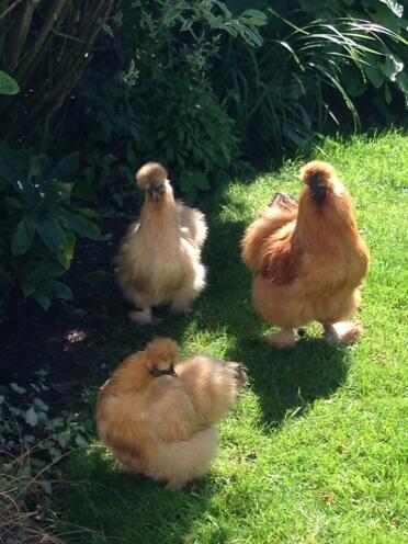 Buff Silkies (zwei Hühner, ein Hahn)