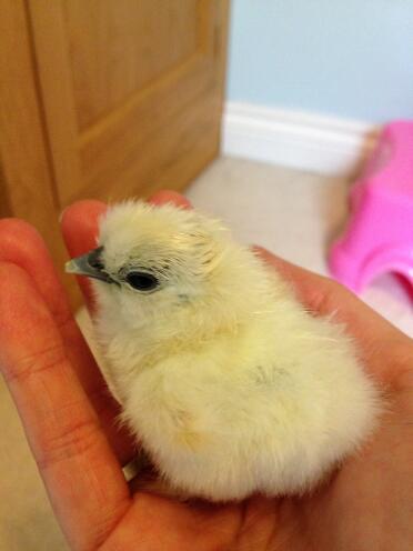 Miniatur Silkie Chick