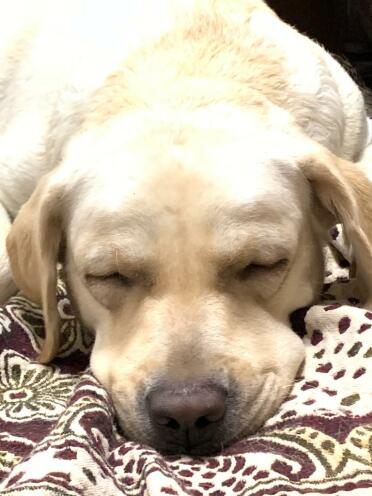 Sleeping lab. 