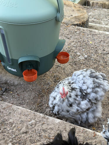 Silver fox checking out her new Omlet waterer