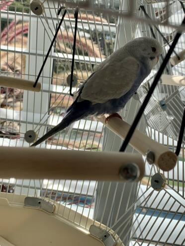 So happy with our new cage