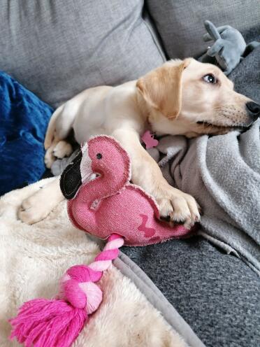 My flaminGo