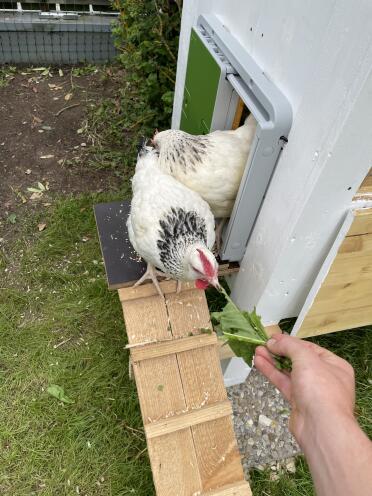 Chickens needing some motivation at first