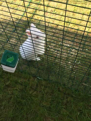 Stampe enjoys in the paddock