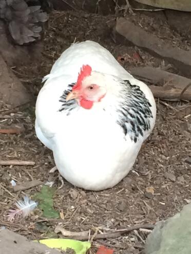 Gallina leggera del Sussex