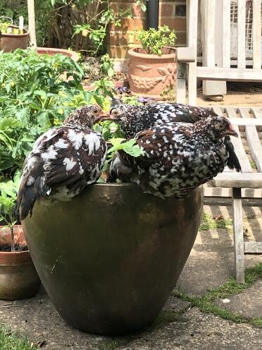 What lovely speckled hens!