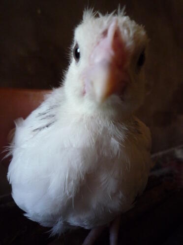 My sussex chick