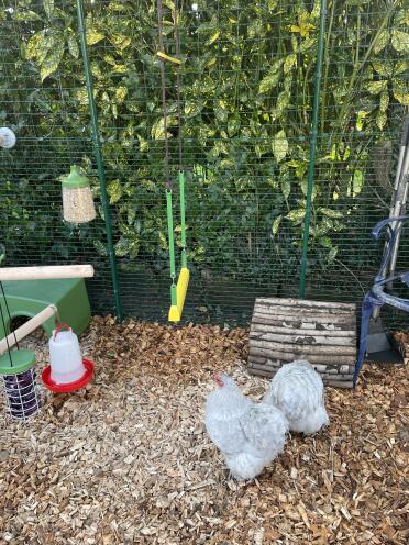 Chickens will soon be swinging!