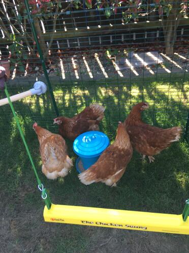 Ladies preferring food to swing. it’s early days.