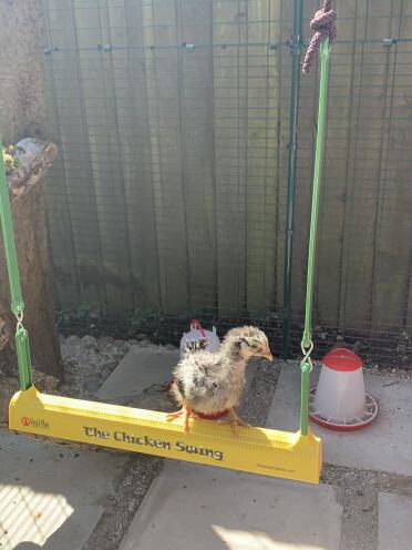 Silver Laced Wyandotte chick on the swing 