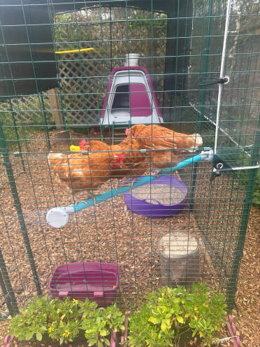 The Hen Playground-Loving the perch! West Sussex