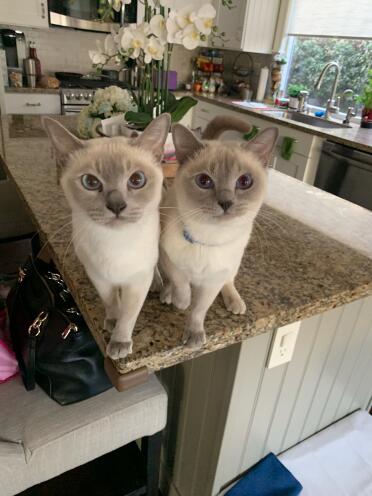 Two tonkinese cats on kitchen side
