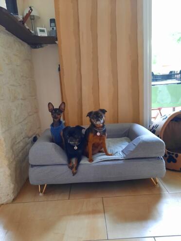 These dogs are happy to share their bed!