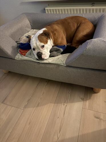 Bella loves her bed and doesn't want to leave it🥰