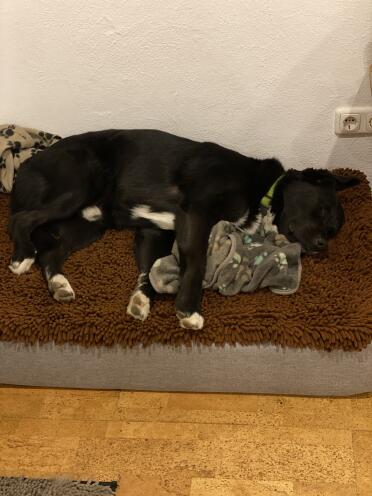 Leo loves his new bed