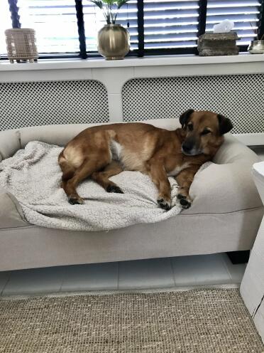 Choose a larger bed to provide even more comfort